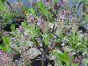 <em>Salix myrtilloides</em> 'Pink Tassels'